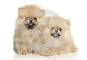 Two Pomeranian Spitz puppies on a white background