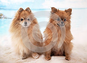 Two pomeranian in studio