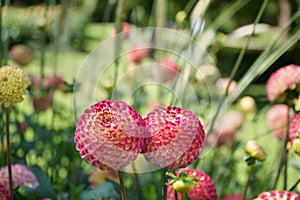 Two pompon Dahlias Pink and yellow colors Blurred garden background