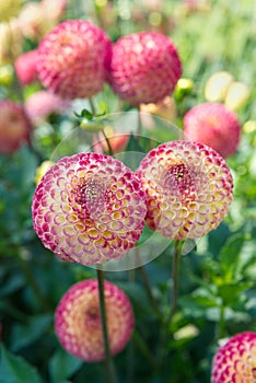 Two pompon Dahlias Pink and yellow colors Garden