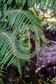 Two ponga fern fronds jump out of the undergrowth