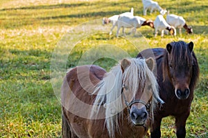 Two ponies in the background goats