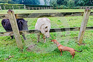 Two ponies and a brown dachshund, encounter between animals