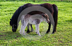 Two ponies eat grass in a green meadow. Big pony and foal.