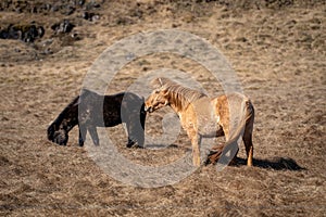 Two ponies grazing in a field