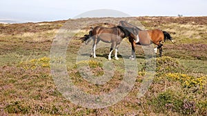 Two ponies kissing one rejected