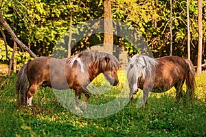 Two ponies on pasture