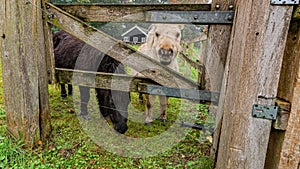 Two ponies seen through a wooden fence