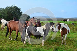 Two ponies sniffing at each other