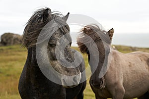 two ponies are standing in the grassy field one has grey hair