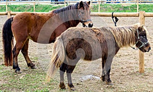 Two ponies tied to a post.