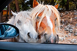 Two ponies trying to get inside the car during the safari ride in Costa Blanca, Spain