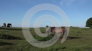 Two ponies walking pan Quantock Hills Somerset rural scene England UK