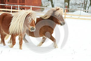 Two ponnies with long mane running in winter