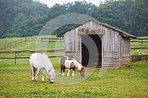 Two pony on the pasture