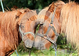 Two pony