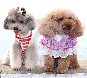 Two poodles show their modern trendy fashion