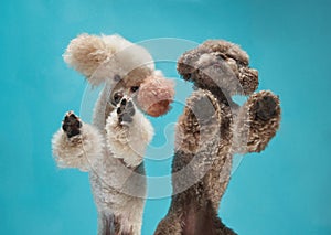 Two Poodles on blue, paws up in a playful studio pose.