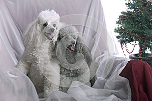 Two Poodles at Christmas