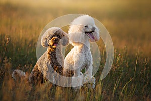 Two poodles on the grass. Pet in nature.