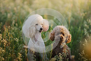 Two poodles on the grass. Pet in nature.