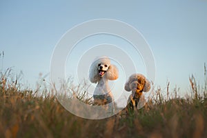 Two poodles on the grass. Pet in nature.