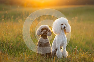 Two poodles on the grass. Pet in nature.