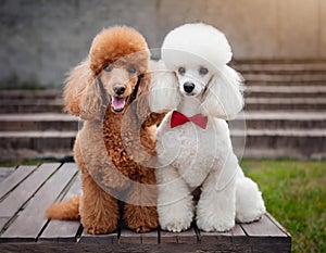 Two poodles, one white and one red, are sitting next to each other