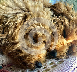 Two poodles taking a nap in the sunlight