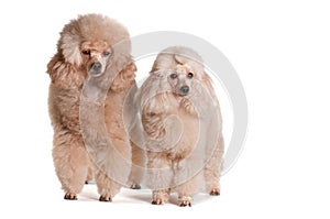Two poodles on a white background