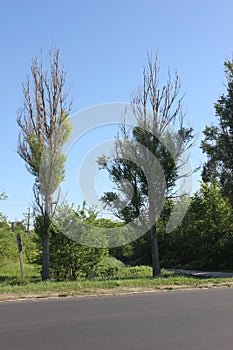 Two poplars with dead tops located near asphalt road photo