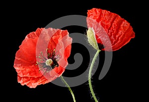 Two poppies