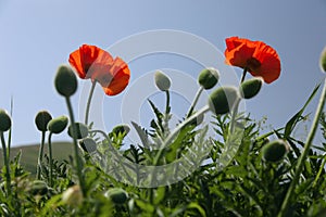 Two poppies and buds in green field