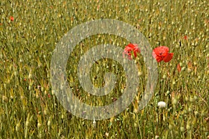 Red Poppies in a field offset