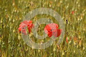 Red Poppies in a field