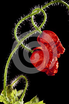 Two poppy flowers entwined