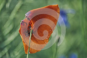 two poppy petals bent from the wind on a green meadow backgro