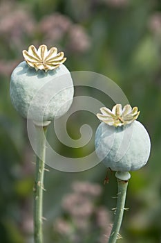 Two poppy Seed heads photo