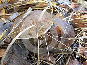Two porcini mushrooms disguised themselves in the color of fallen leaves.