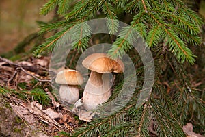 Two porcini mushrooms growing in pine tree forest at autumn season