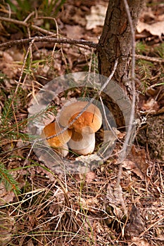 Two porcini mushrooms growing in pine tree forest at autumn season