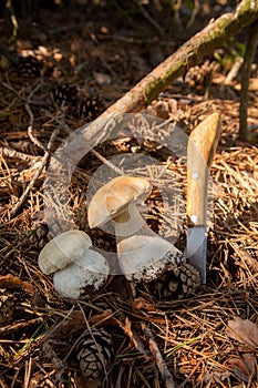 Two porcini mushrooms in pine tree forest at autumn season