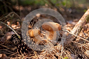 Two porcini mushrooms in pine tree forest at autumn season