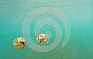 Two porcupine fish, also called blowfish, balloonfish and globefish swimming underwater
