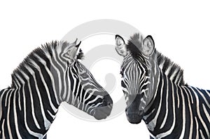 Two portrait zebra