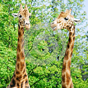 Two portraits of giraffes