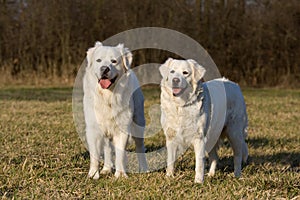 Two posing white dogs