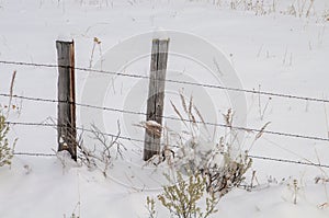 Two Posts of a Barbed Wire Fence