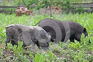 Two Pot-bellied pigs herbivores grazing in the meadow photo