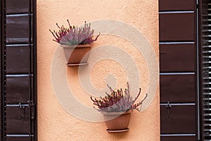 Two pot with flowers